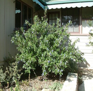 California Native Shrubs